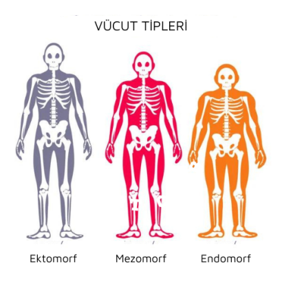 VÜCUT TİPLERİ: MEZOMORF, EKTOMORF VE ENDOMORF – Athletic House Academic ...